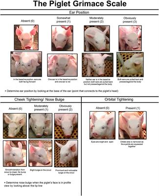 Use of Meloxicam or Ketoprofen for Piglet Pain Control Following Surgical Castration